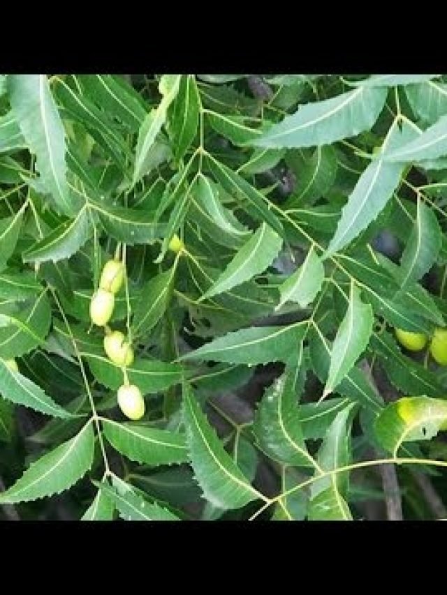 cropped-कडुलिंबाचे-फायदे-2.jpg